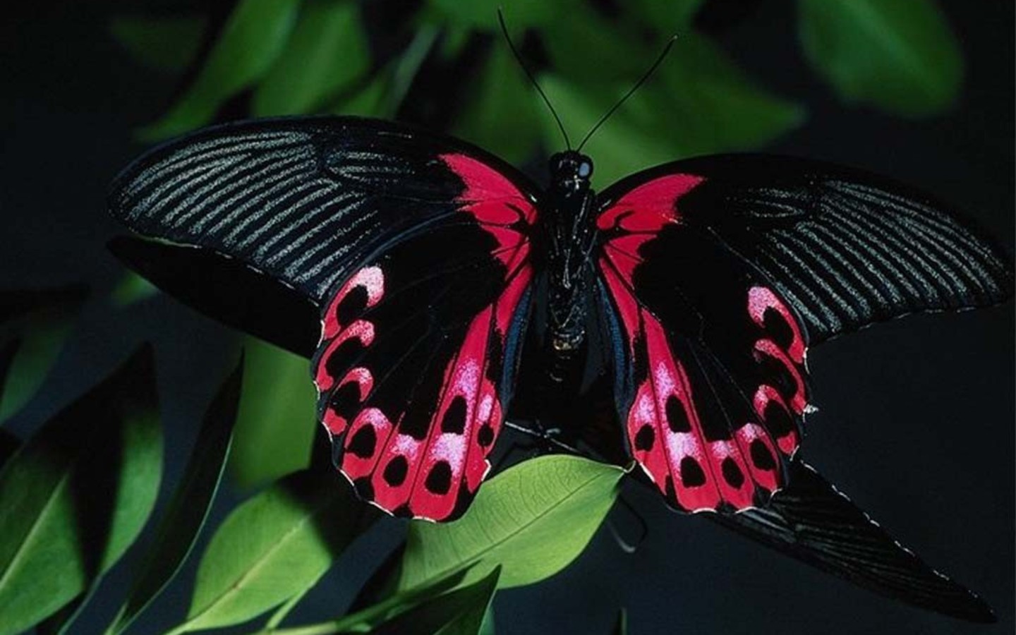 Pink Butterfly With Black Background