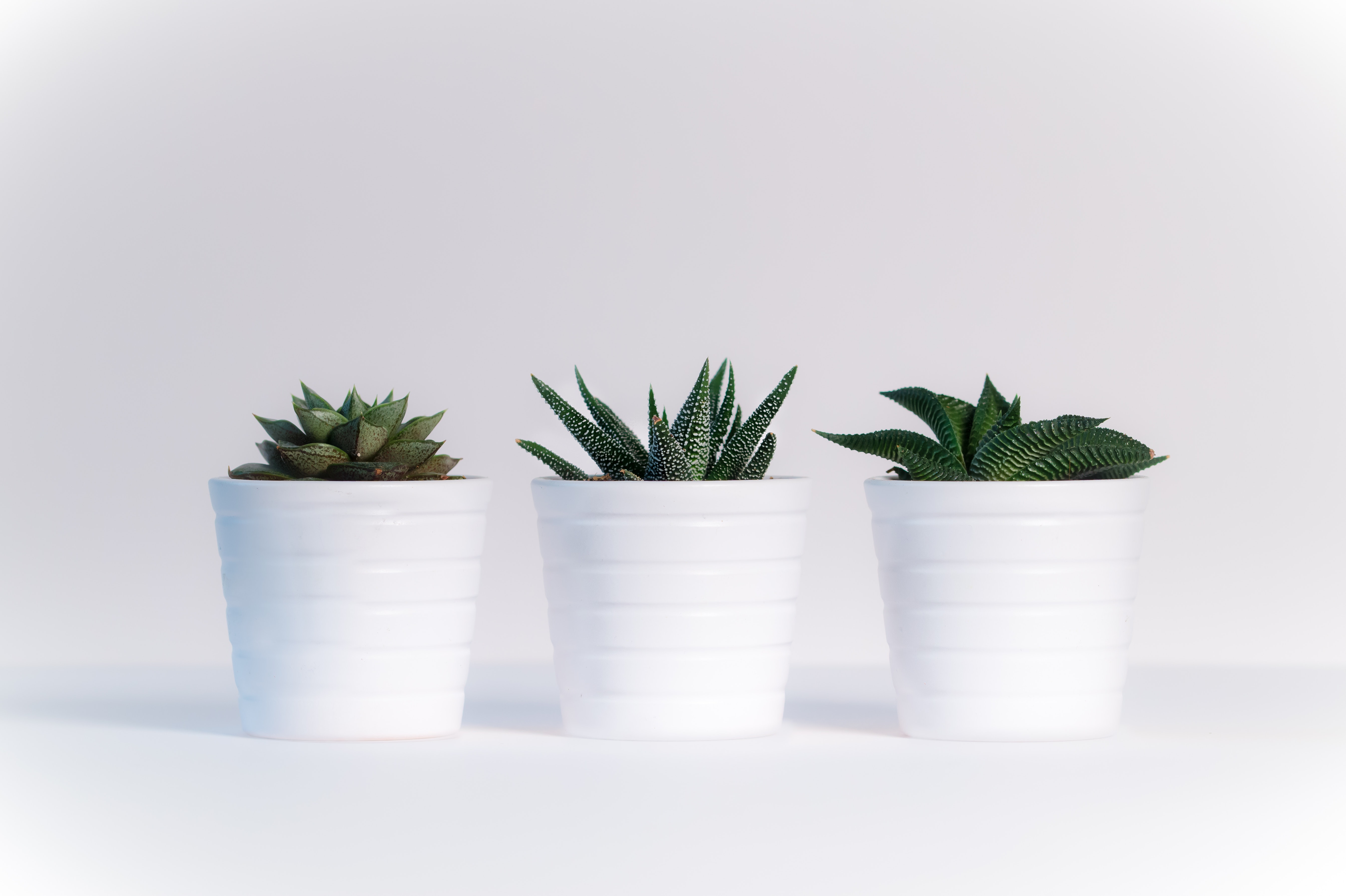 Plant Desktop Background