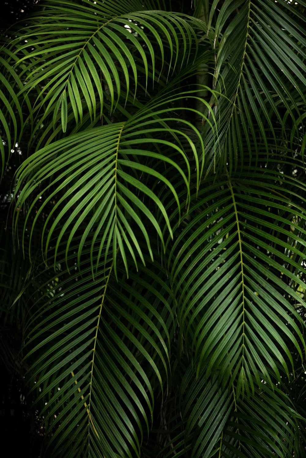 Plant Desktop Background