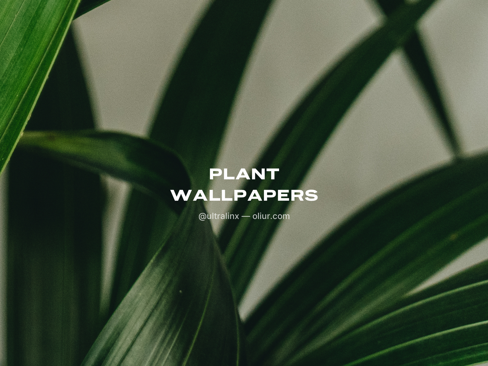 Plant Desktop Background