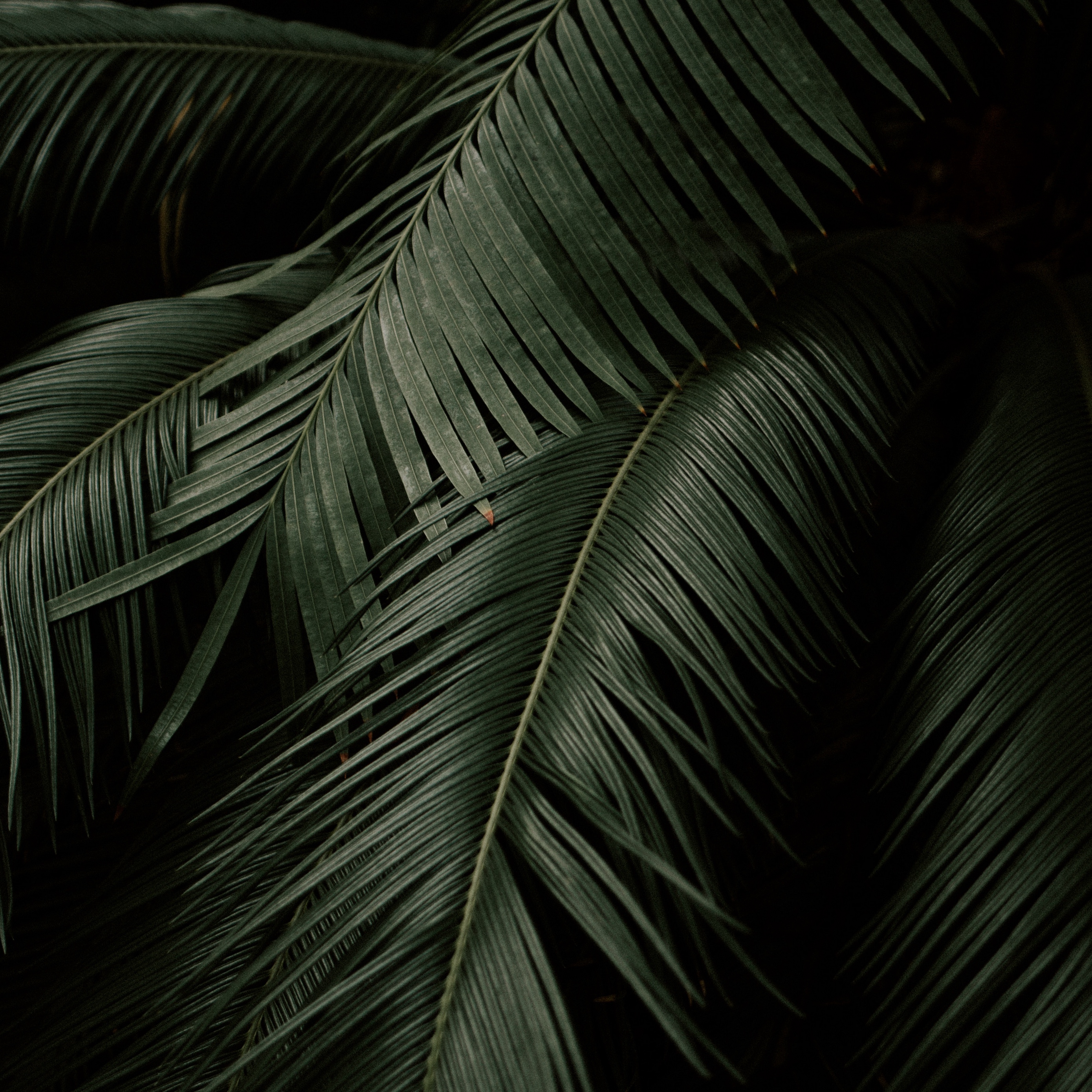 Plant Desktop Background