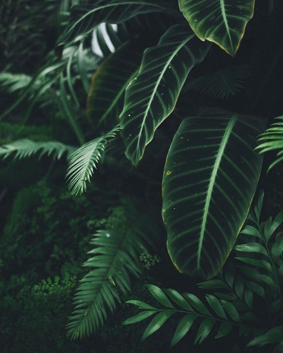 Plants Background