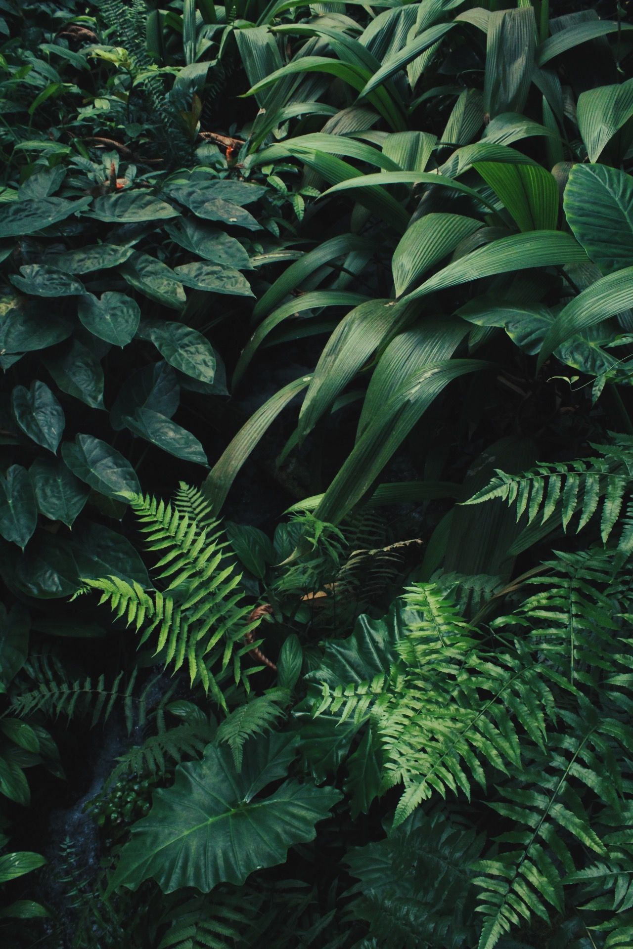 Plants Background