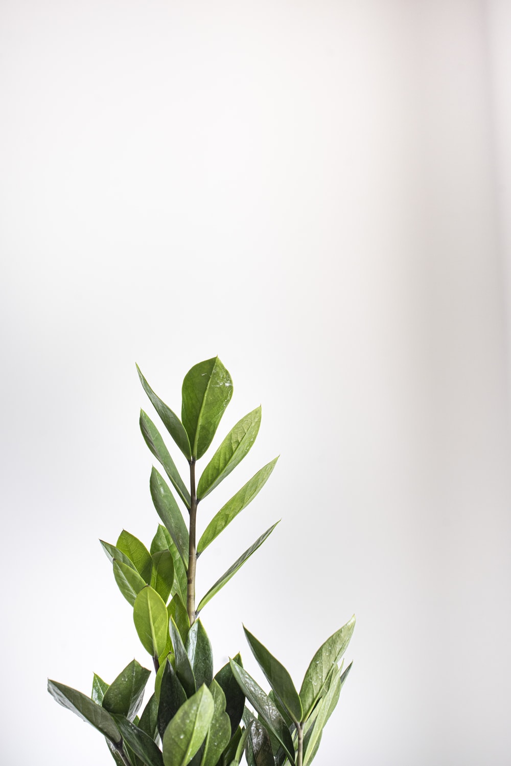 Plants White Background