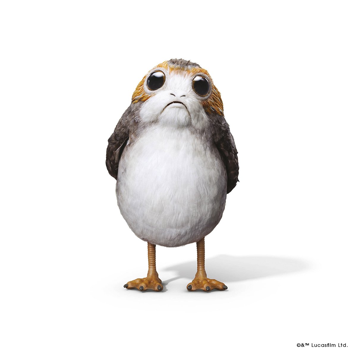 Porg Background