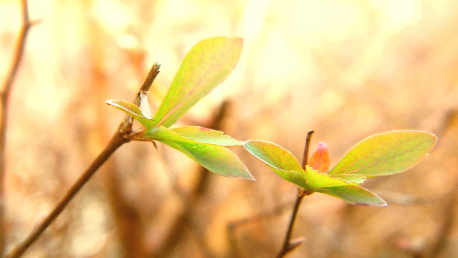 Pretty Desktop Backgrounds