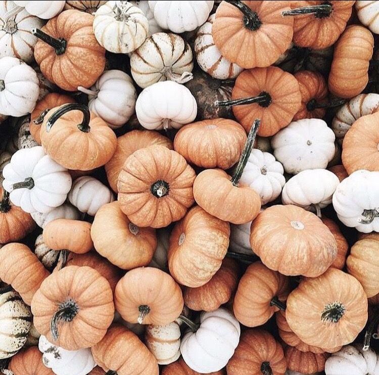 Pumpkin Background Tumblr