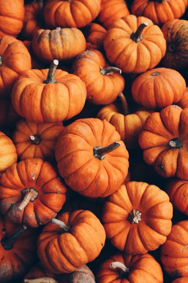 Pumpkin Background Tumblr