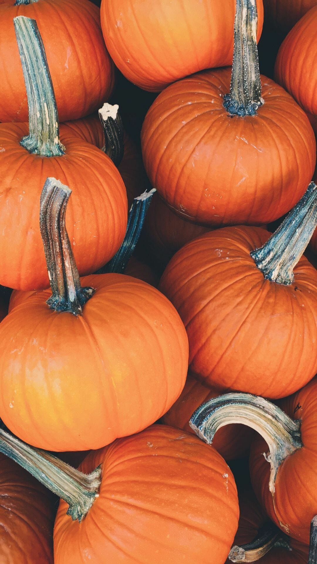 Pumpkin Desktop Background