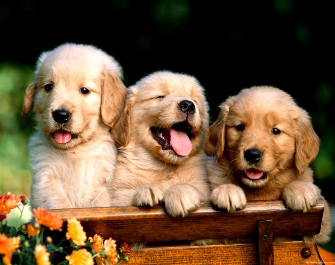 Puppies Desktop Background