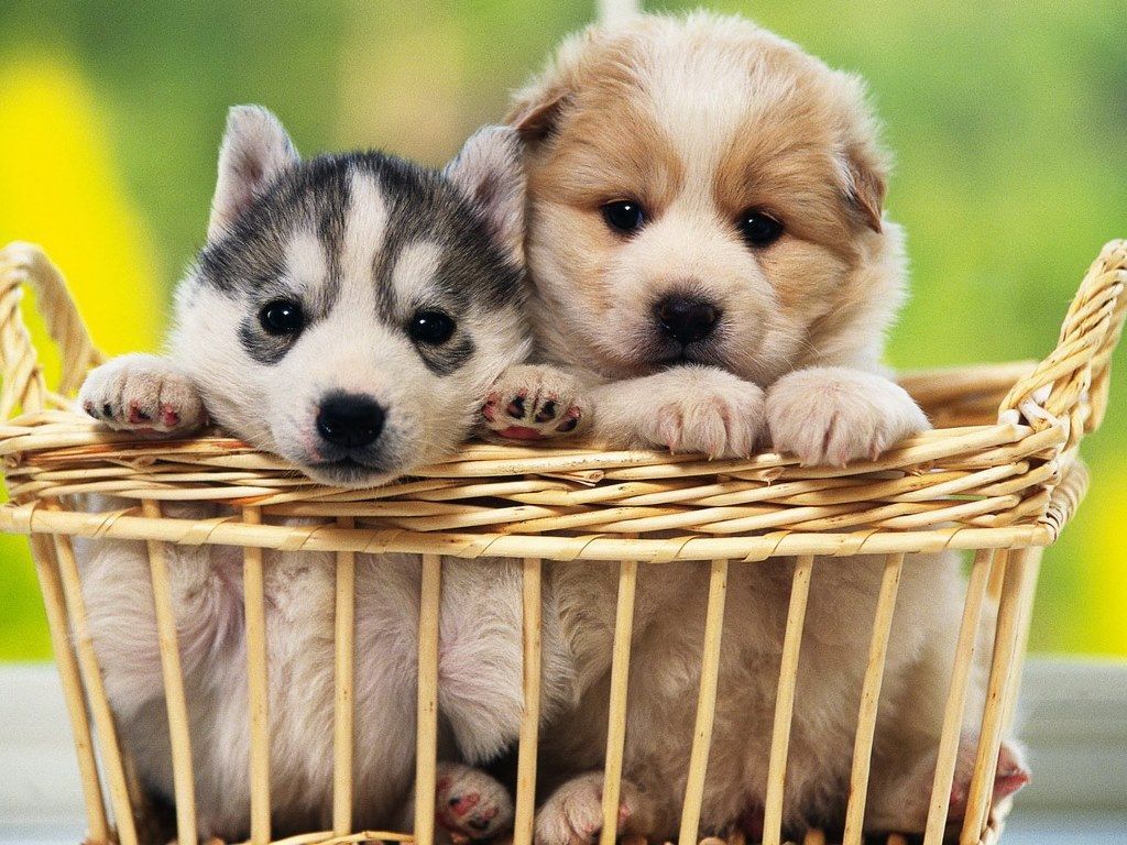 Puppies Desktop Background