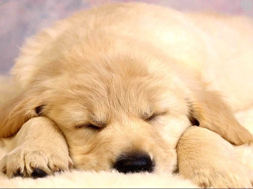 Puppies Desktop Background