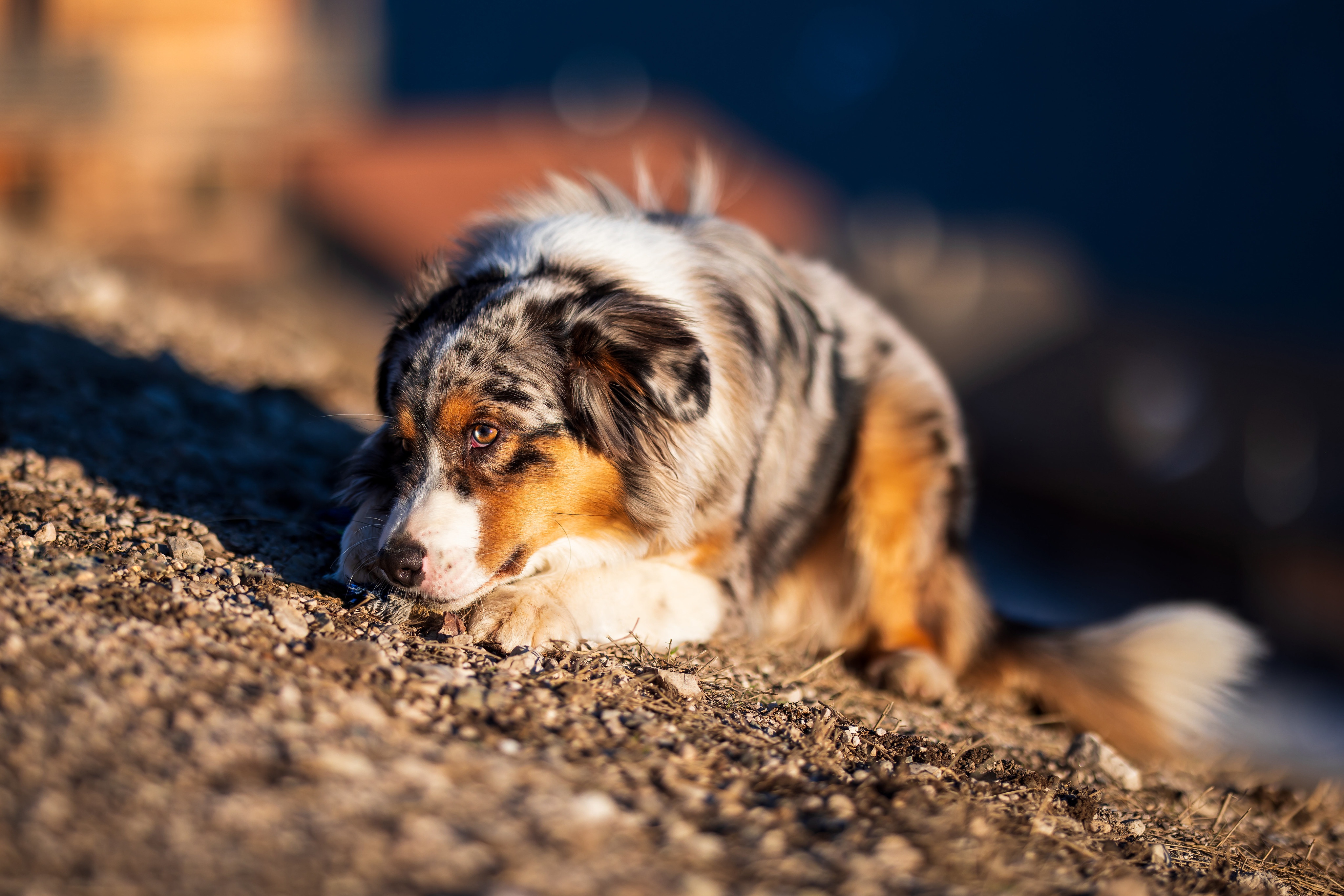 Puppy Backgrounds For Computer