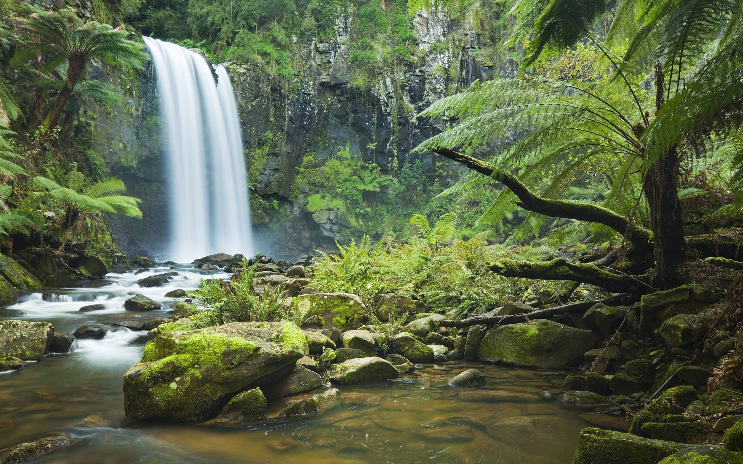 Rainforest Backgrounds