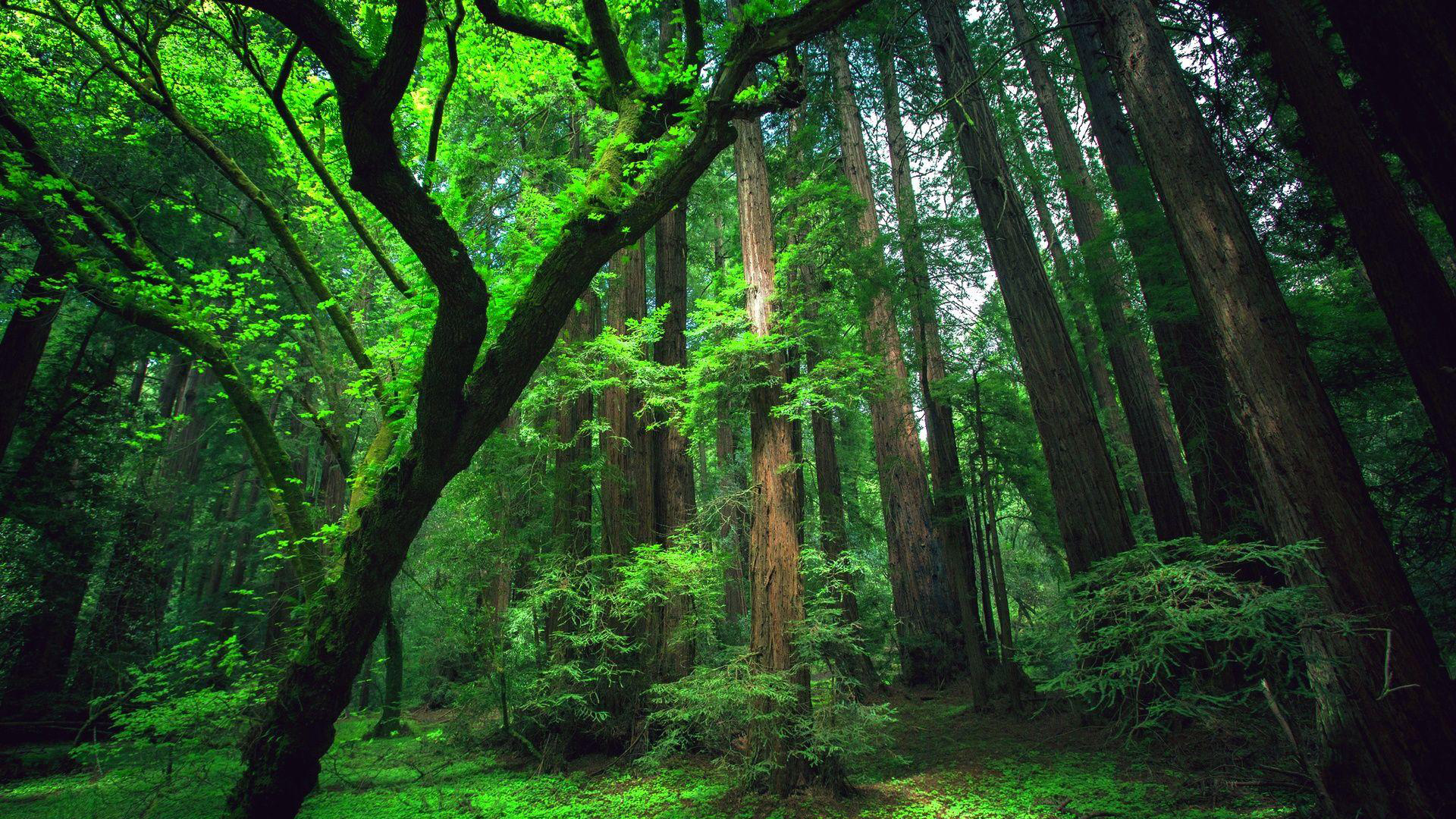 Rainforest Backgrounds