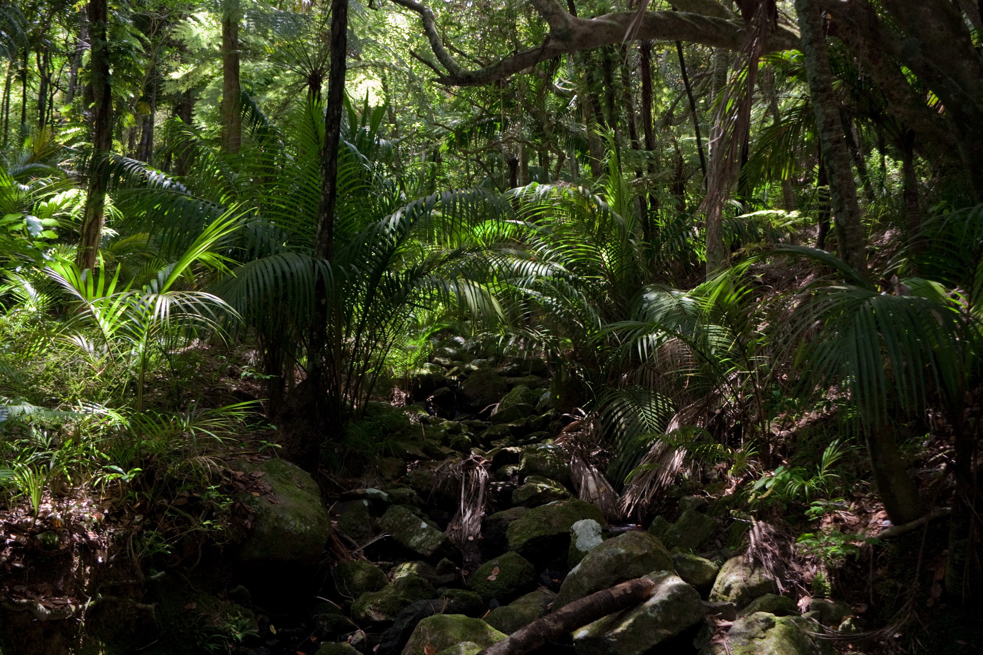 Rainforest Backgrounds