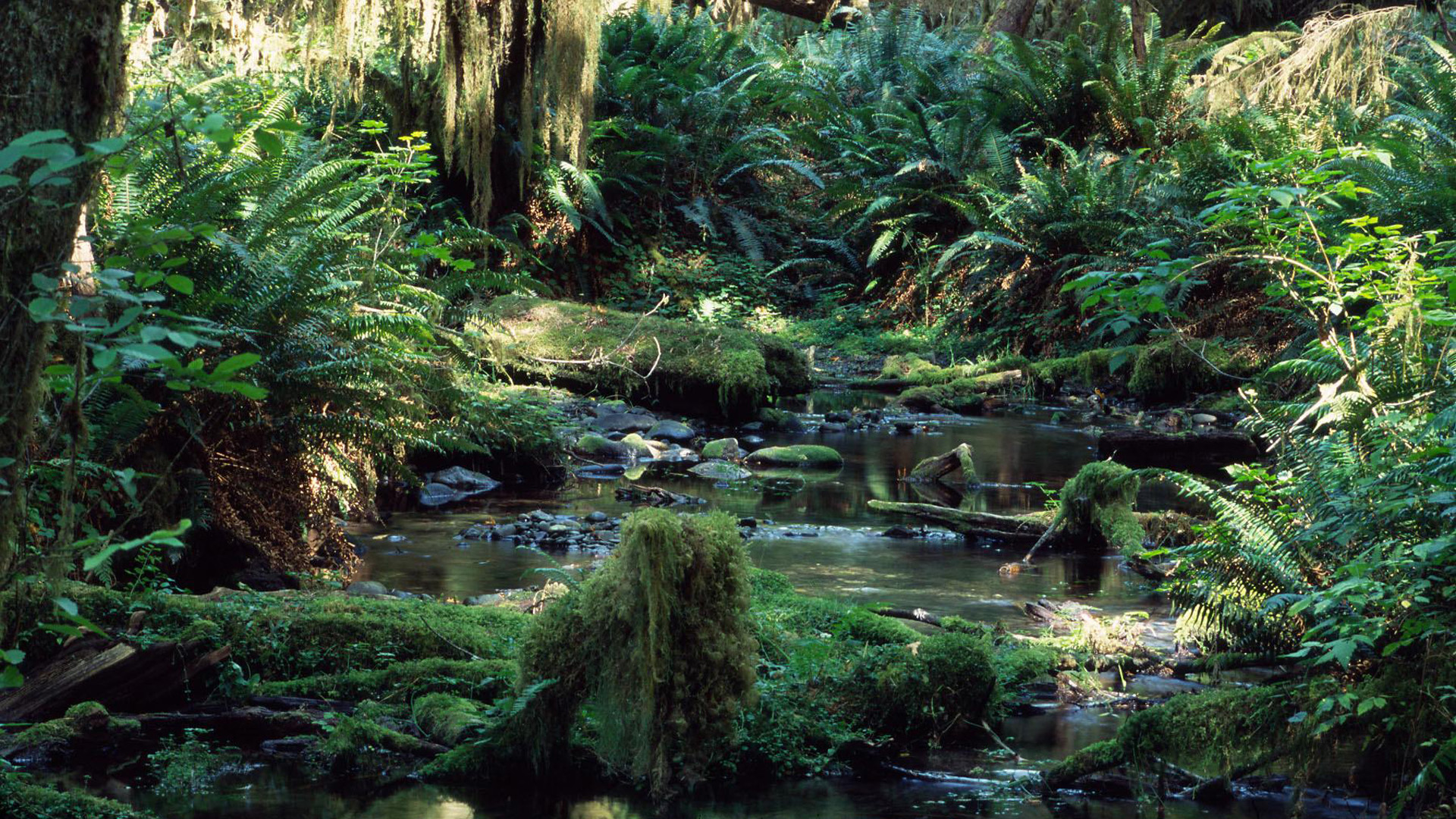 Rainforest Backgrounds