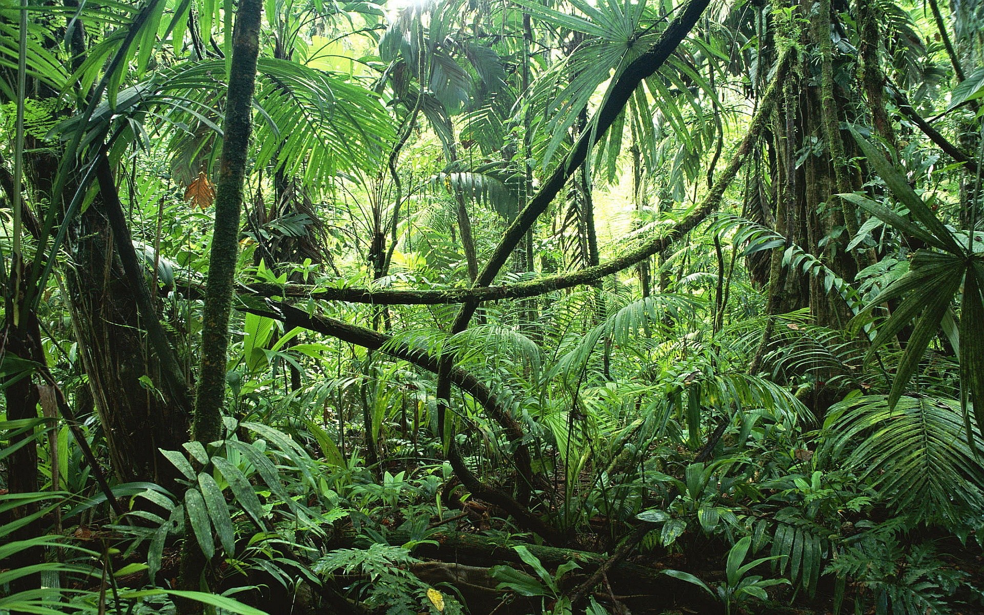 Rainforest Backgrounds