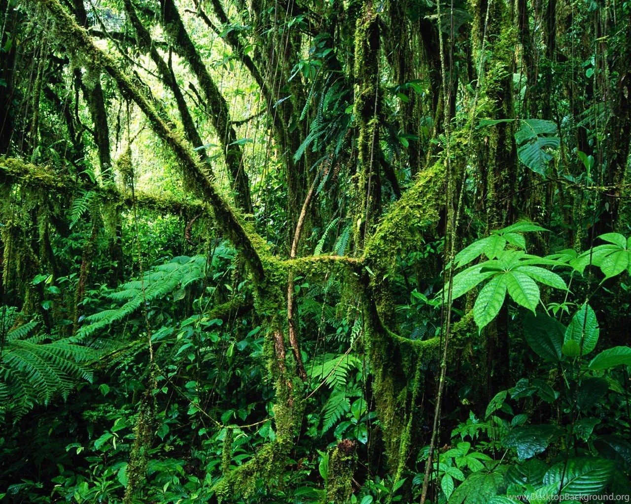 Rainforest Backgrounds