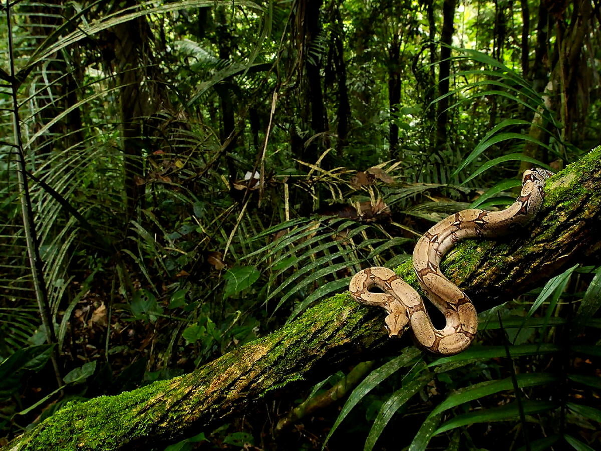 Rainforest Backgrounds