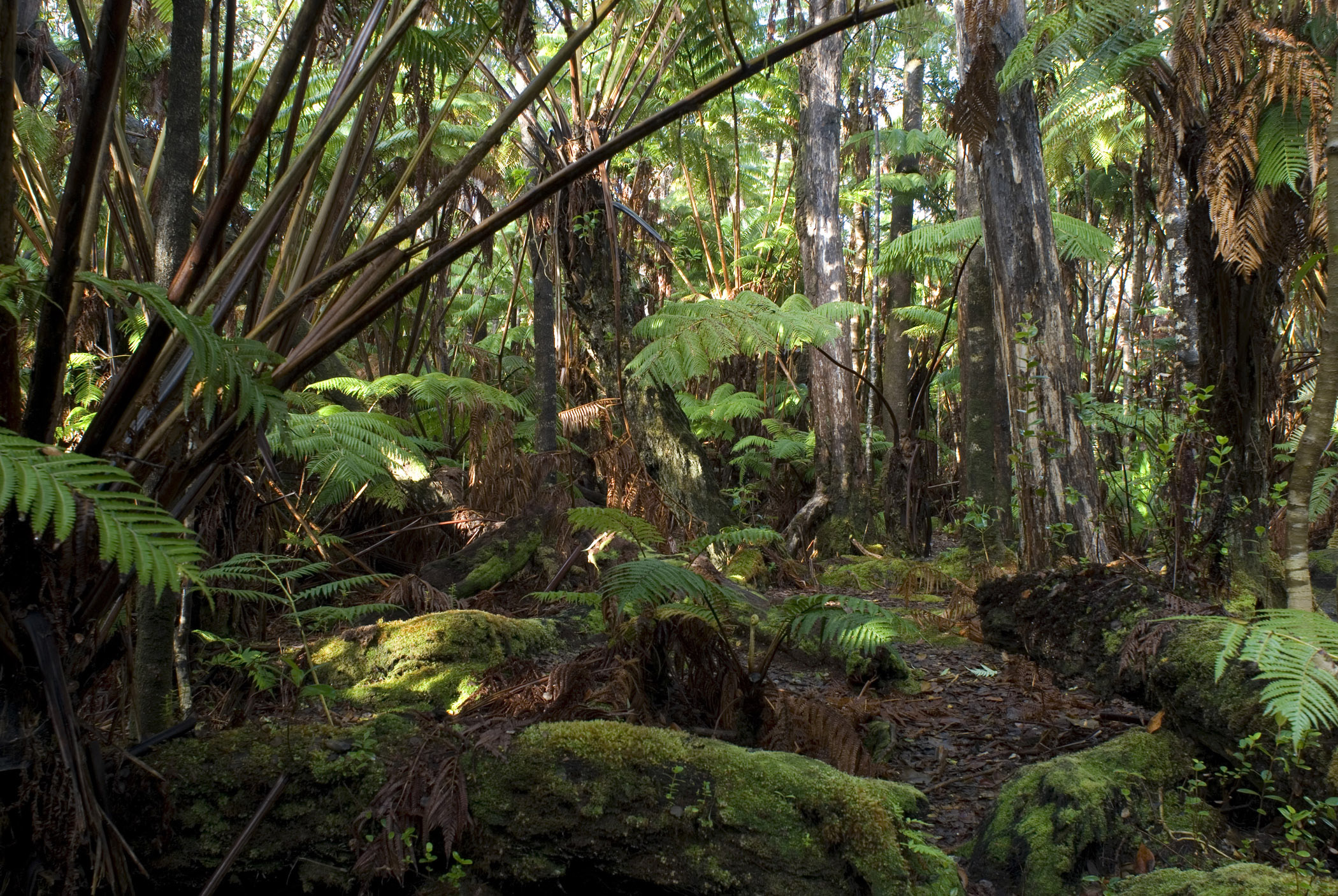 Rainforest Backgrounds