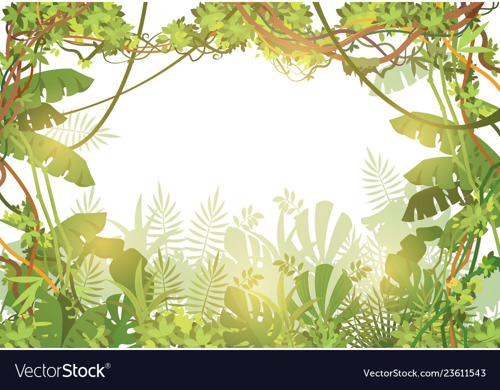 Rainforest Backgrounds