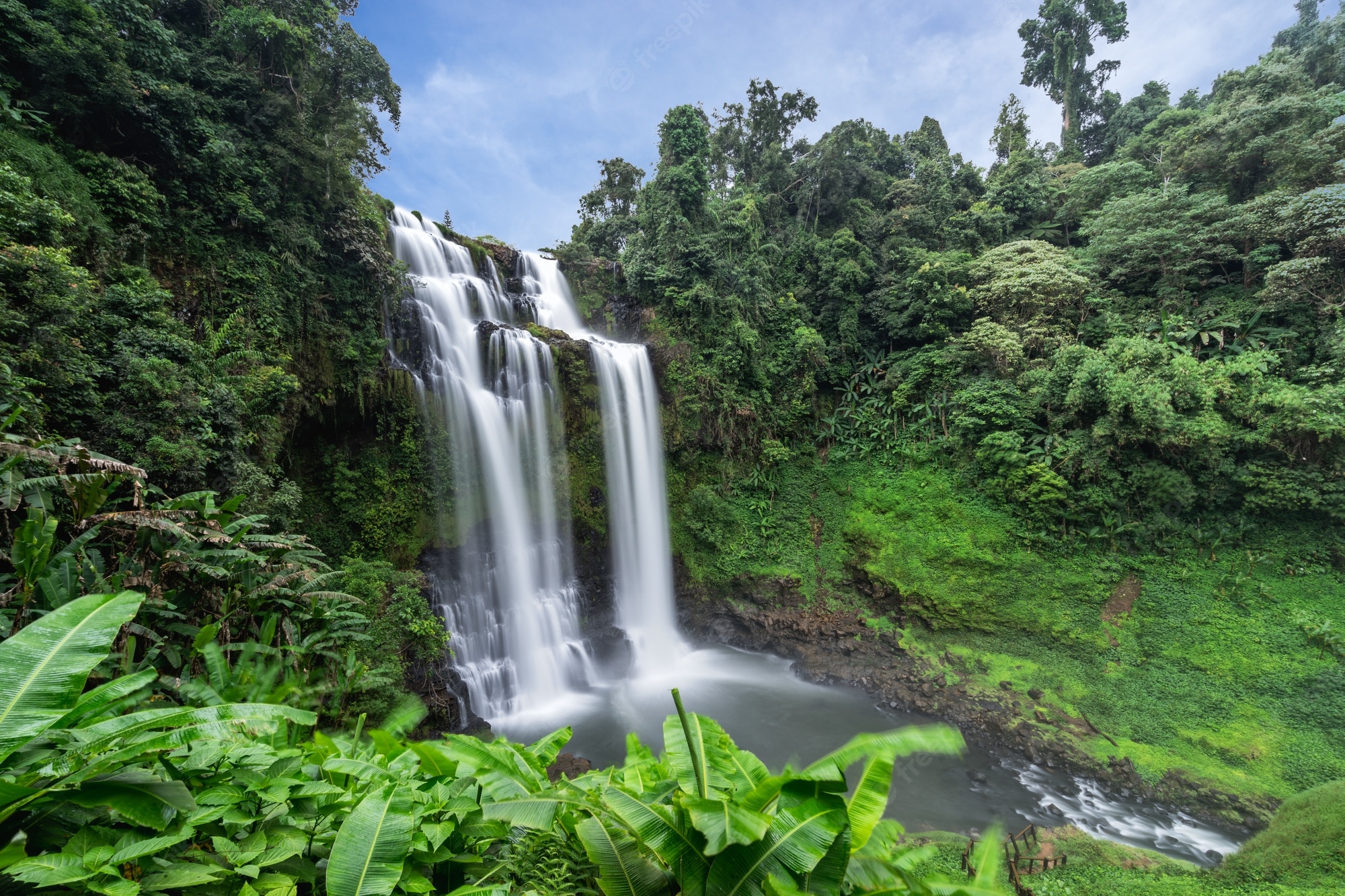 Rainforest Backgrounds