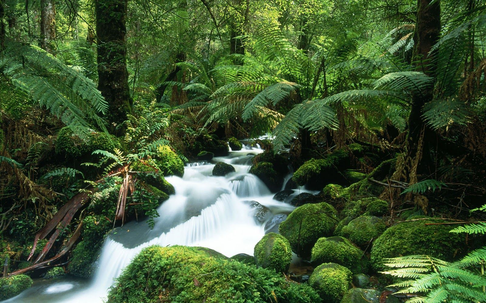 Rainforest Backgrounds