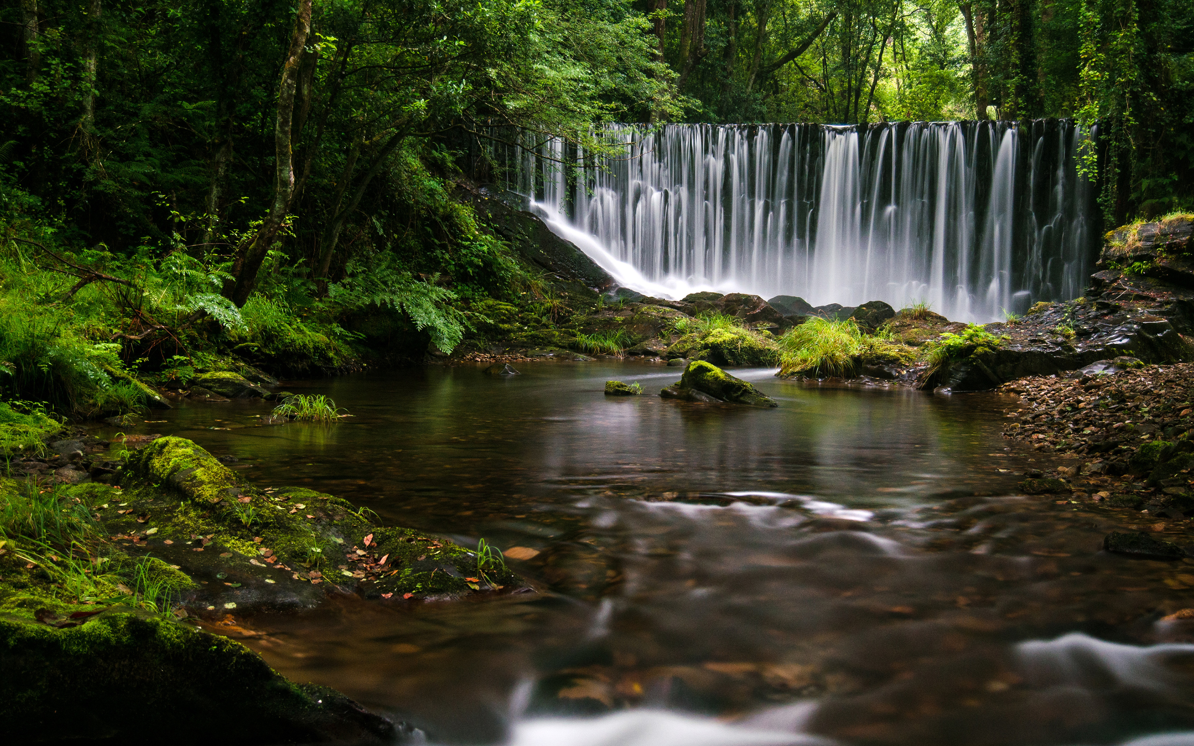 Rainforest Backgrounds