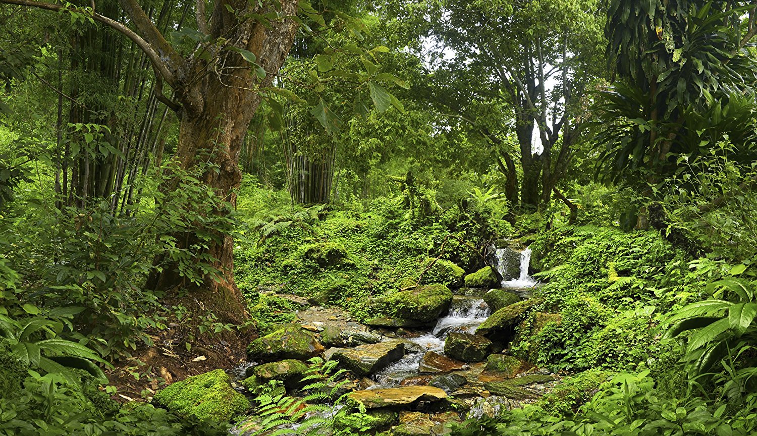 Rainforest Backgrounds