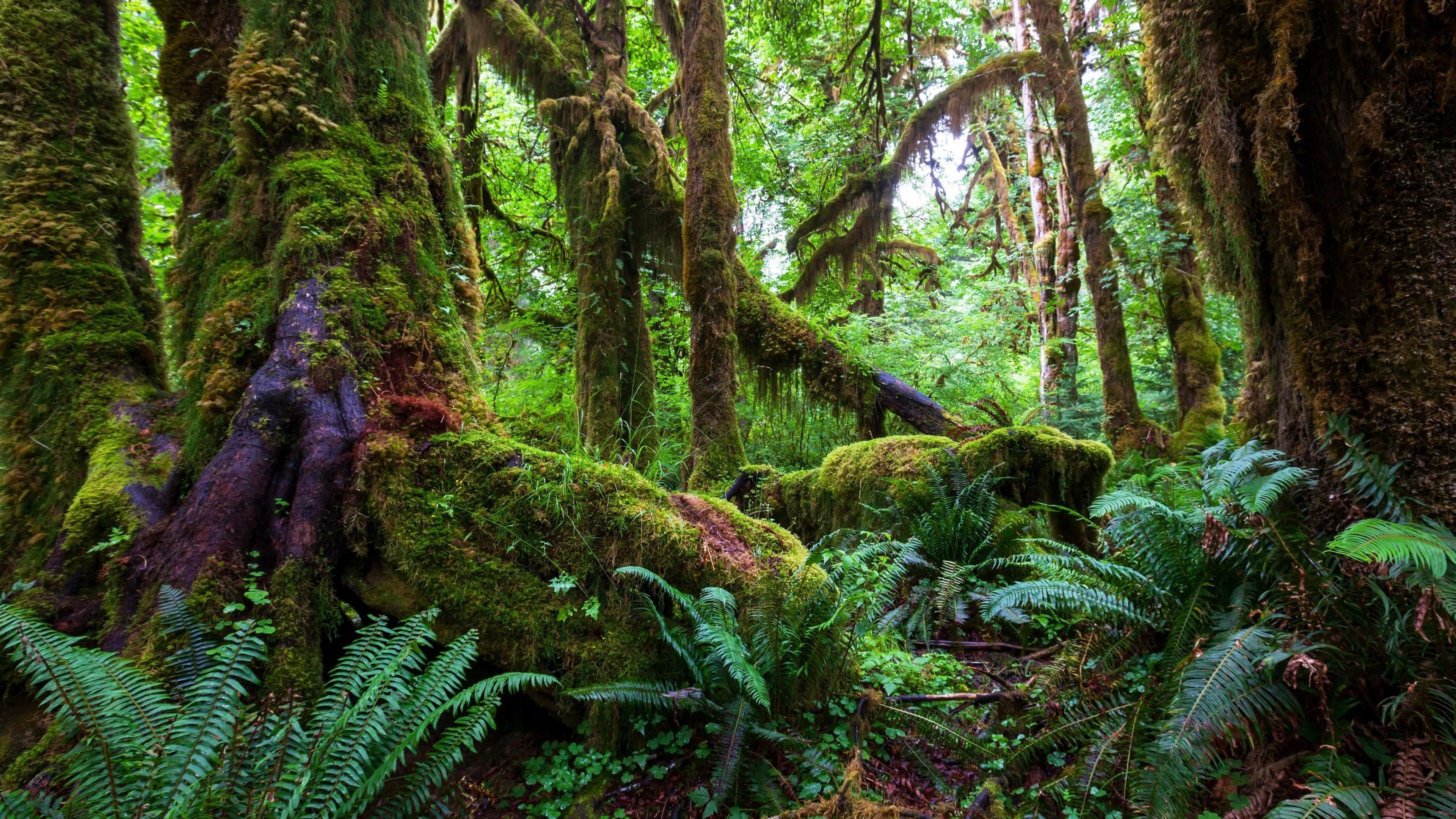 Rainforest Backgrounds