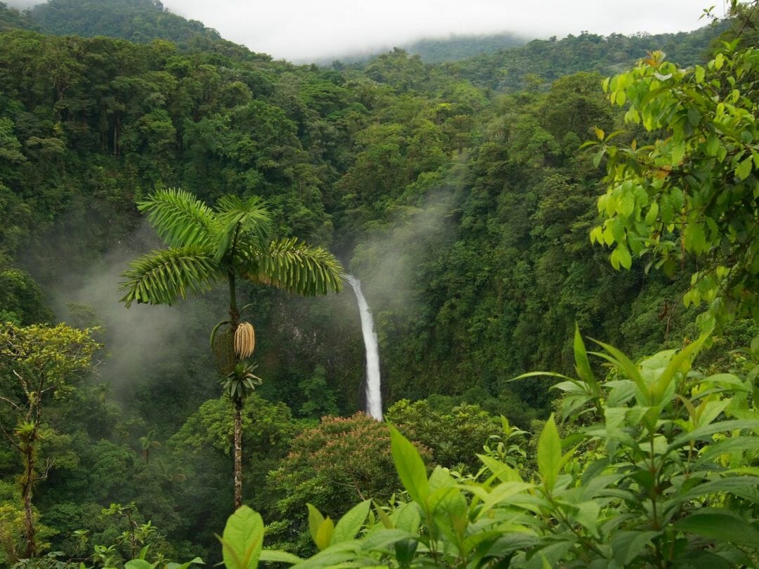 Rainforest Backgrounds