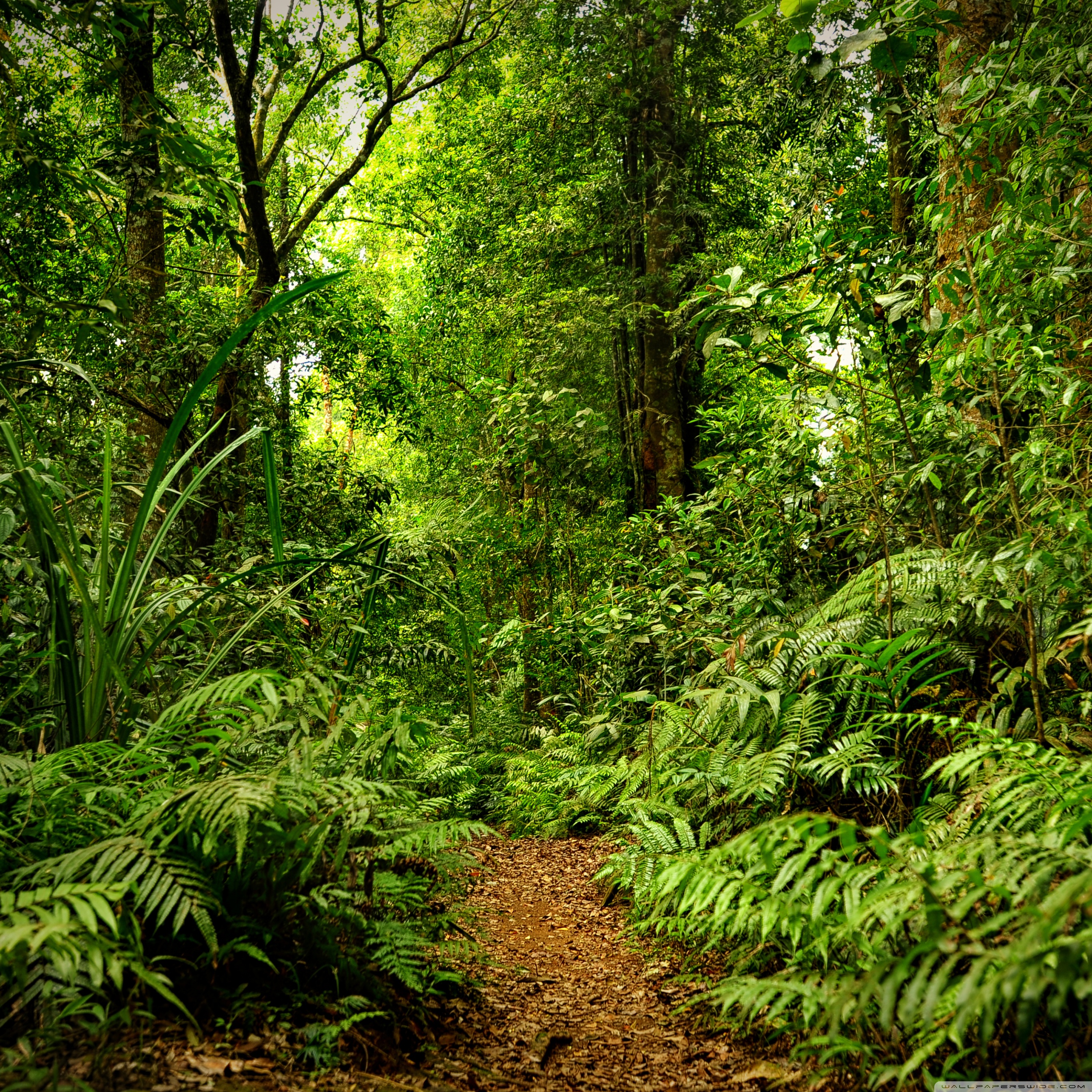 Rainforest Desktop Background