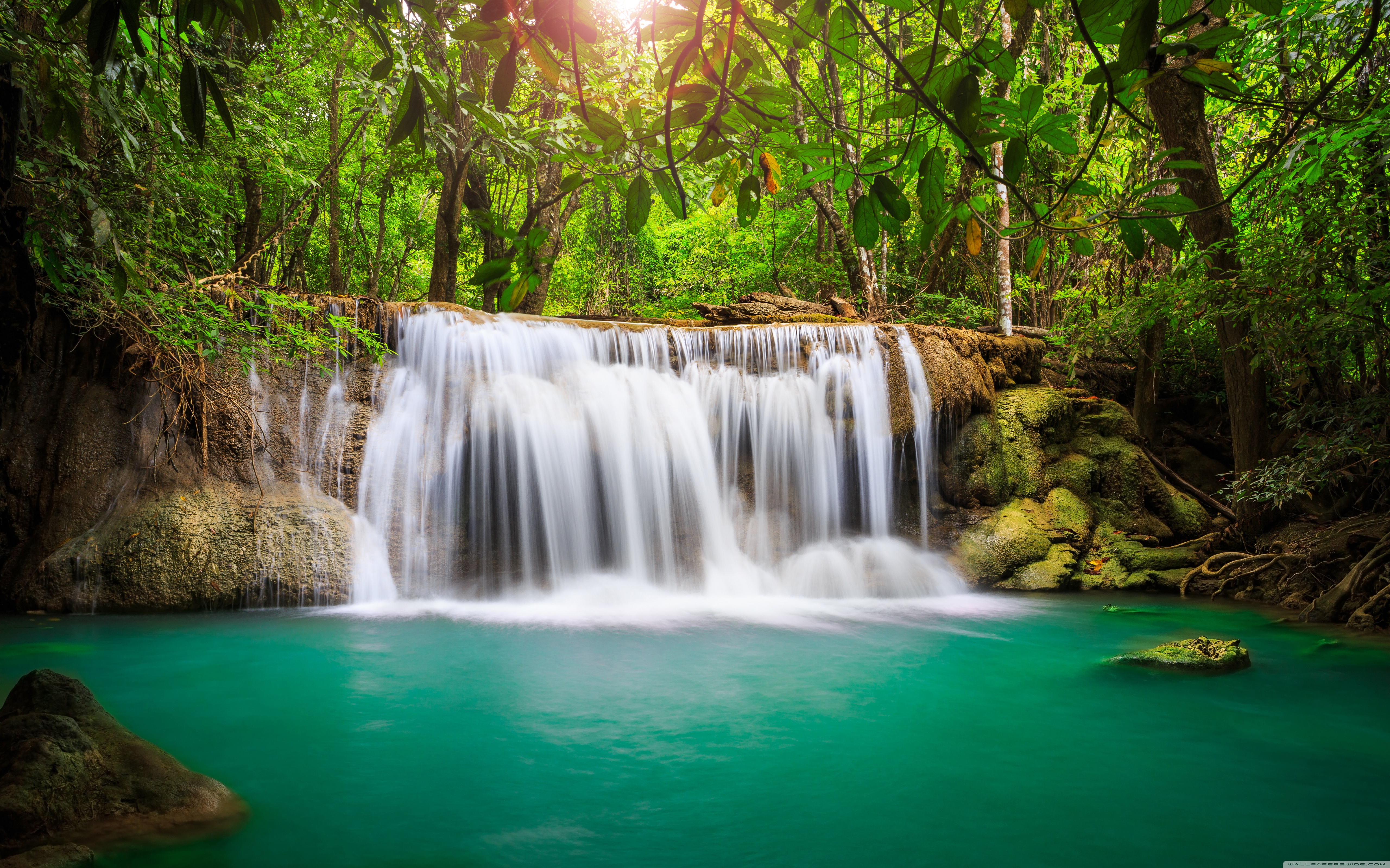 Rainforest Desktop Background