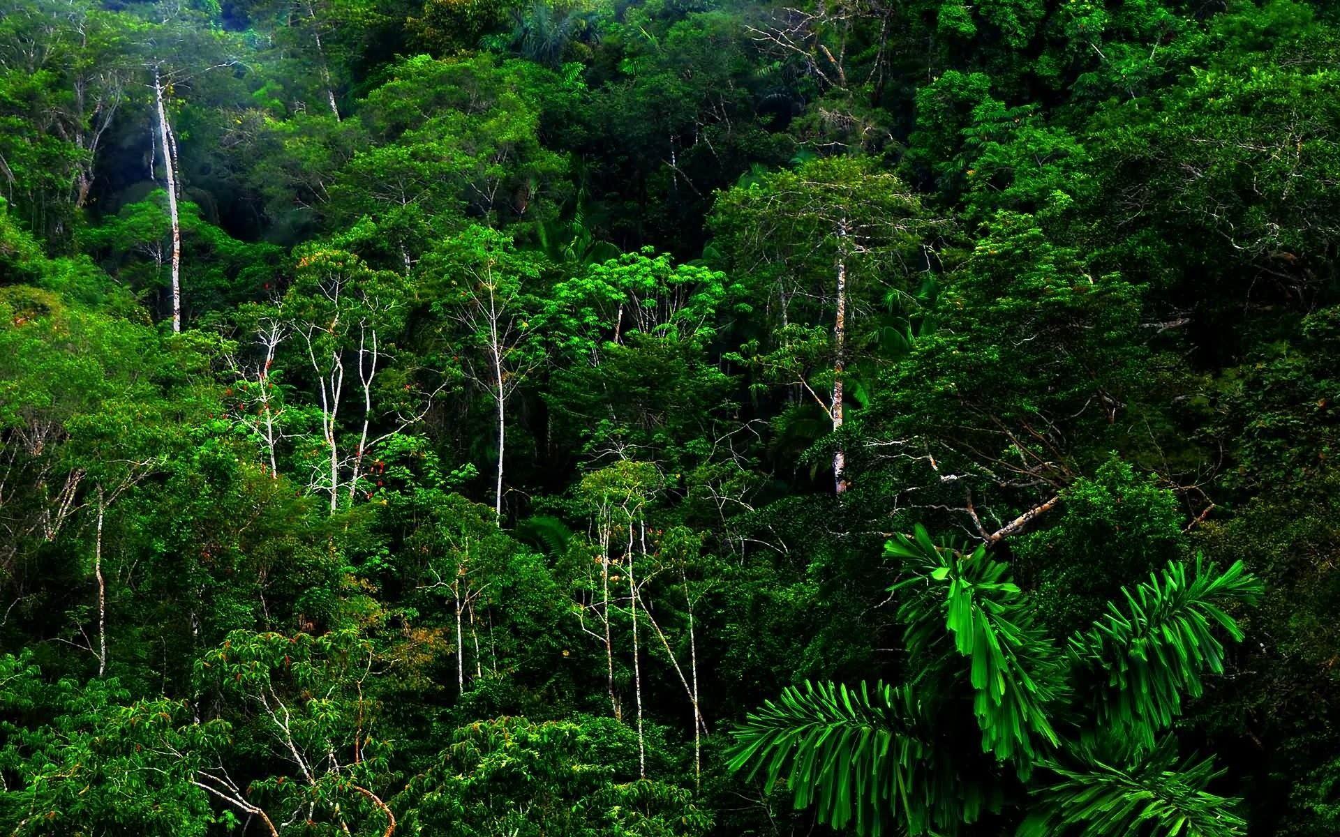 Rainforest Desktop Background