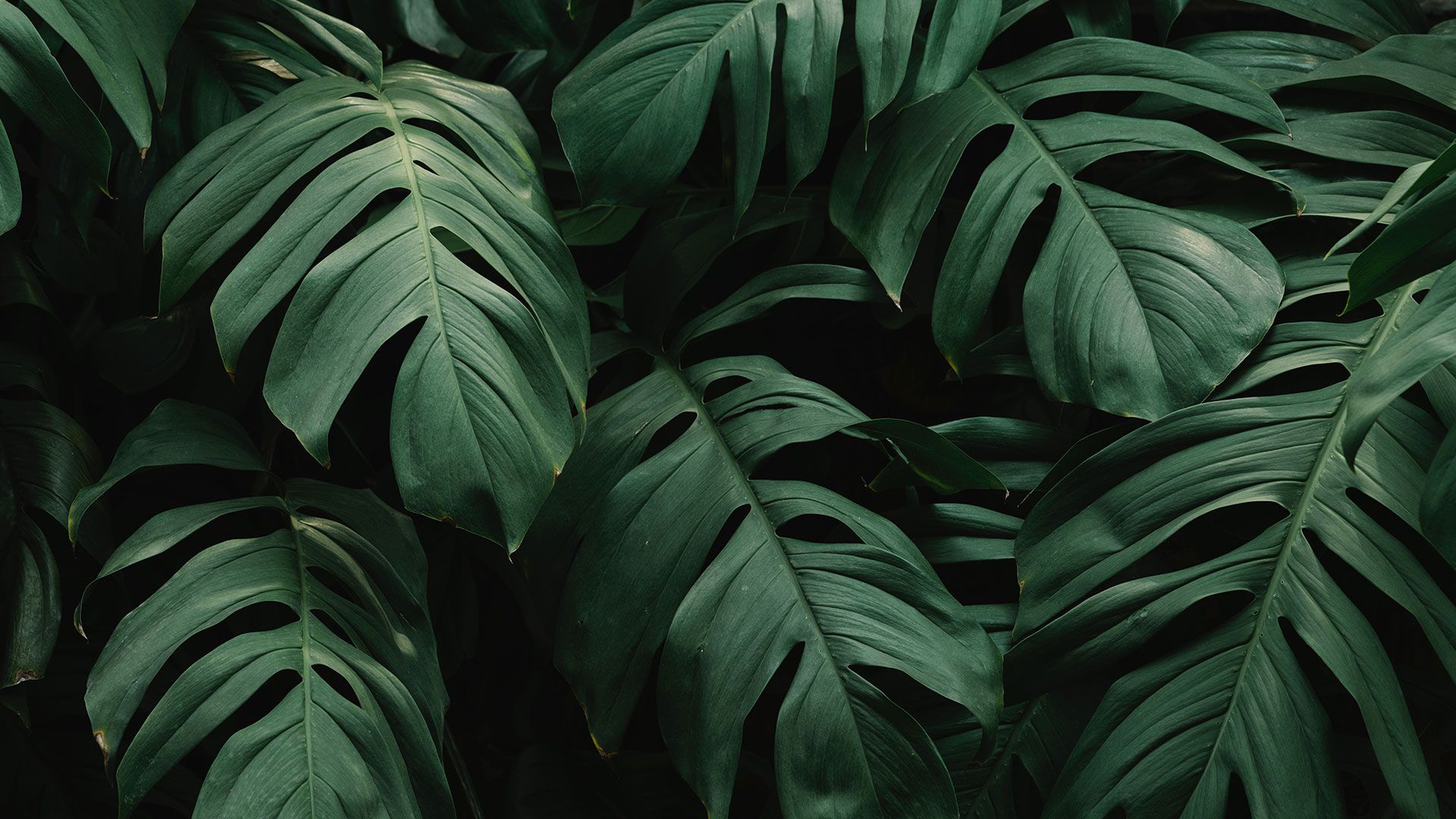 Rainforest Leaves Background