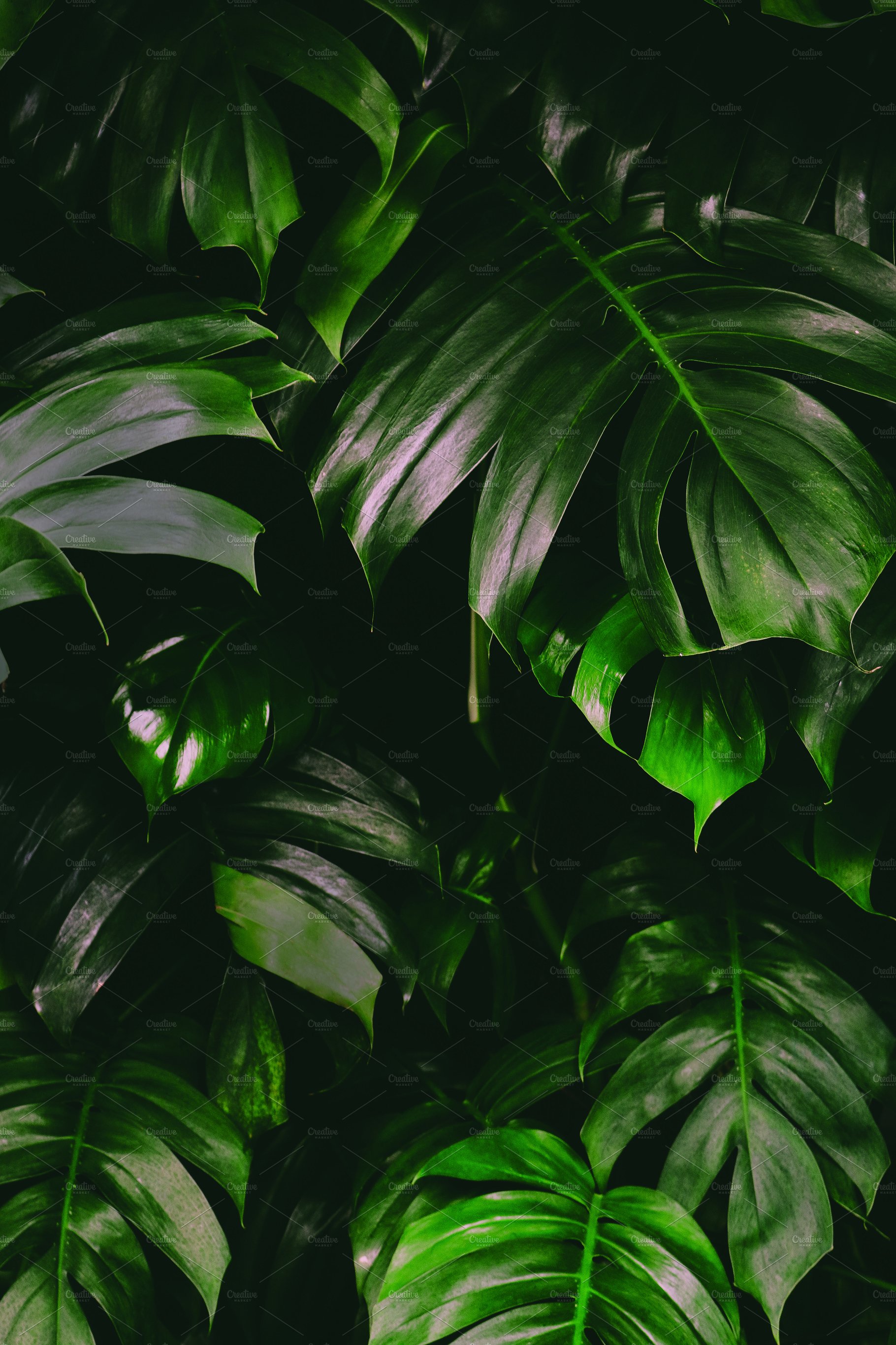 Rainforest Leaves Background