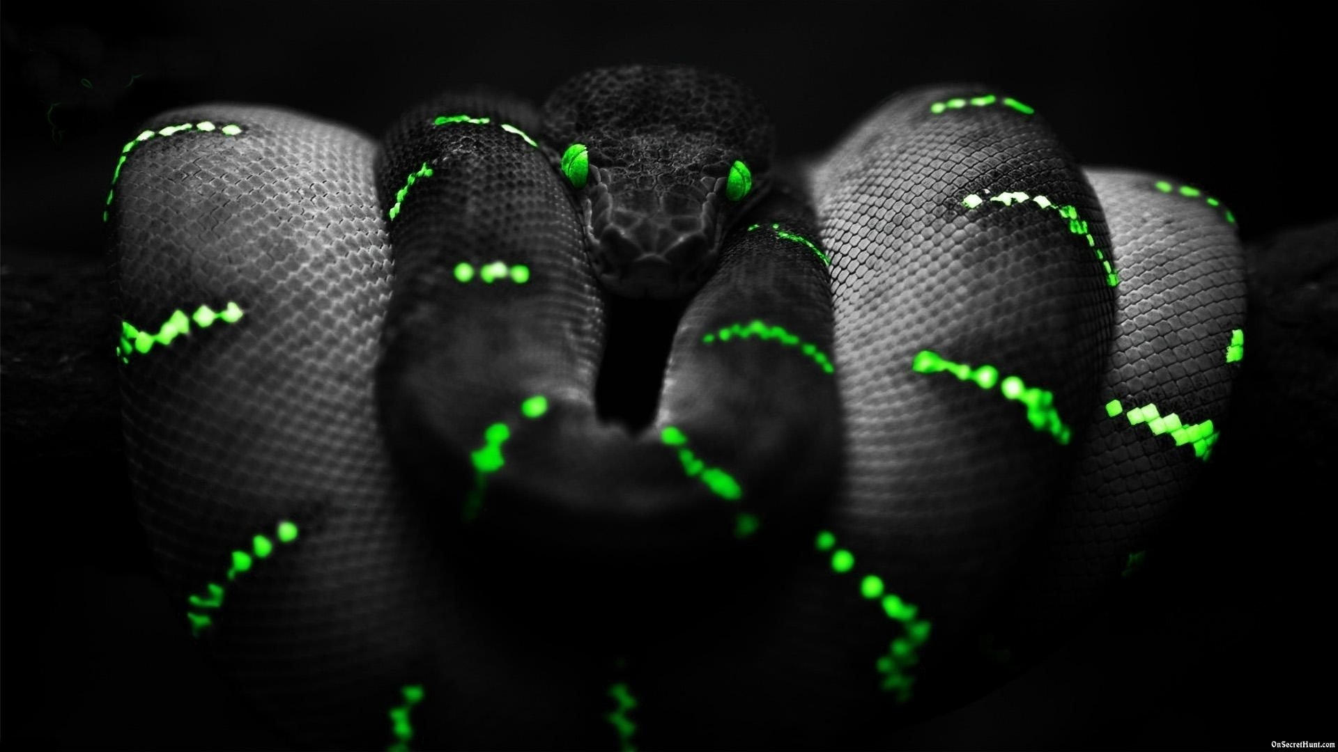 Razer Desktop Background