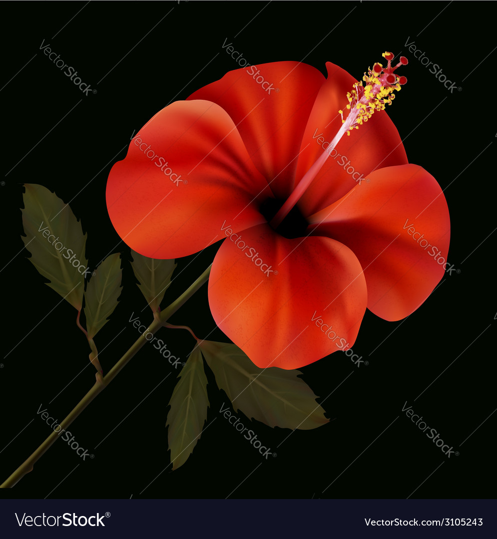 Red Flower Black Background