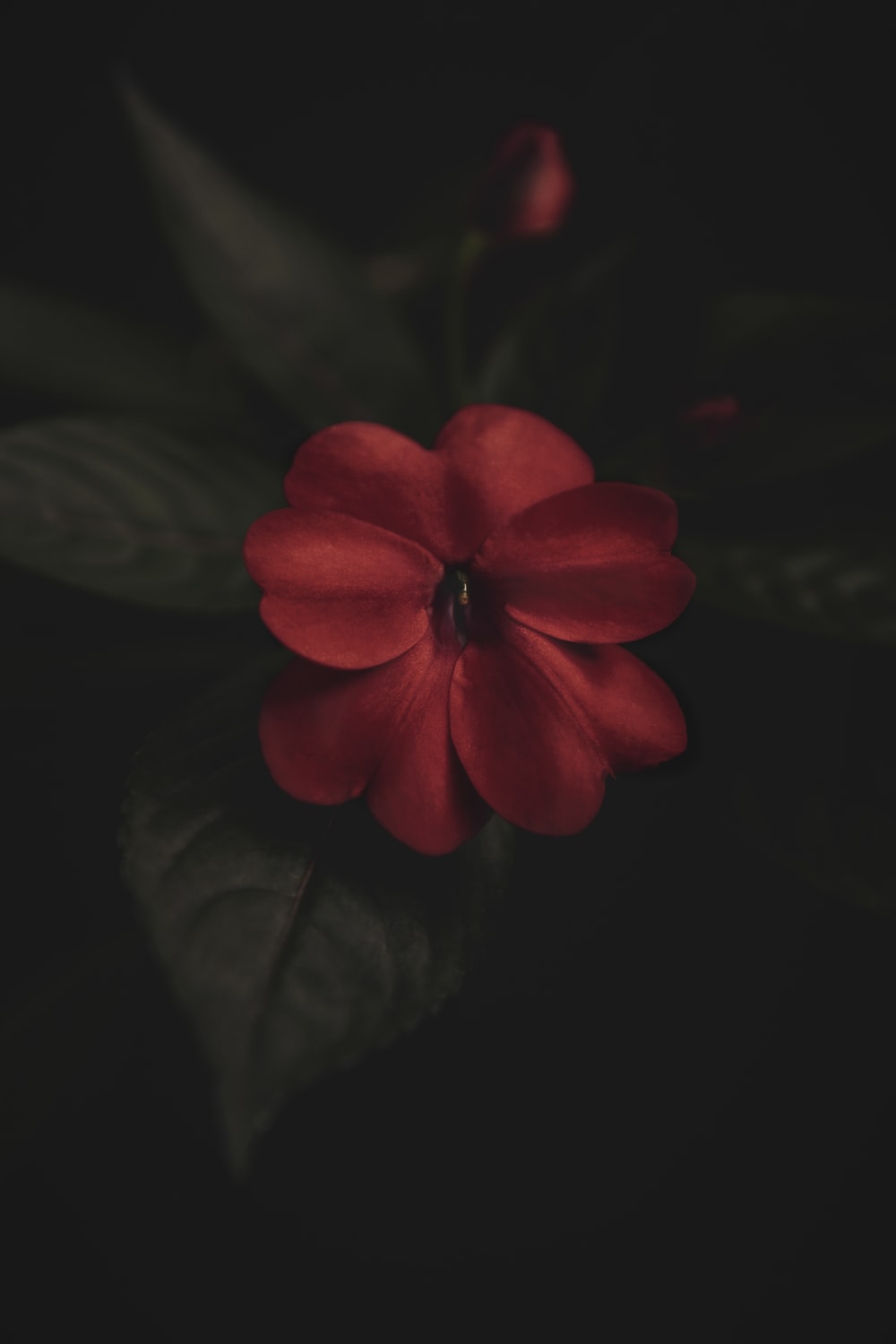 Red Flower Black Background