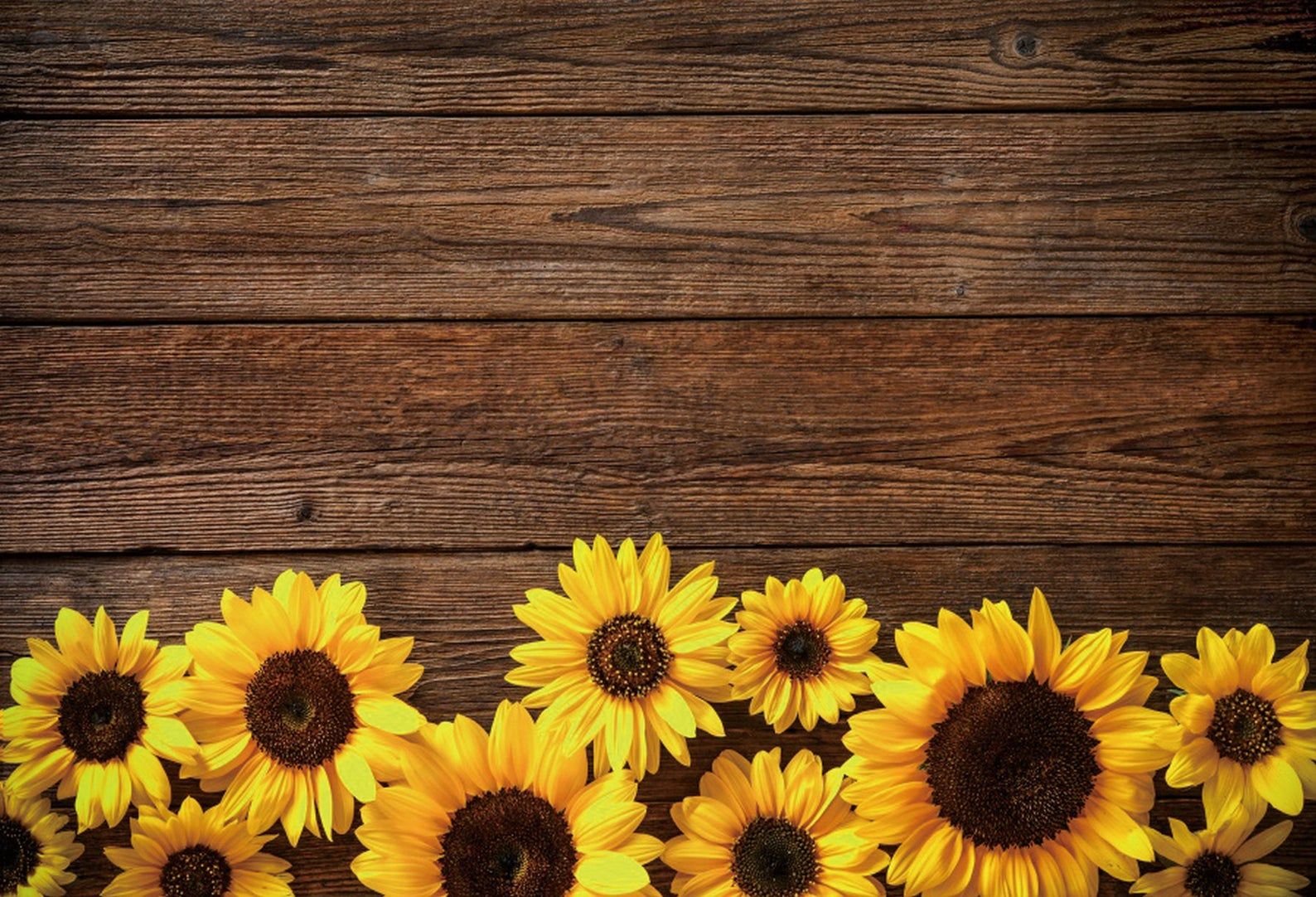 Rustic Sunflower Background