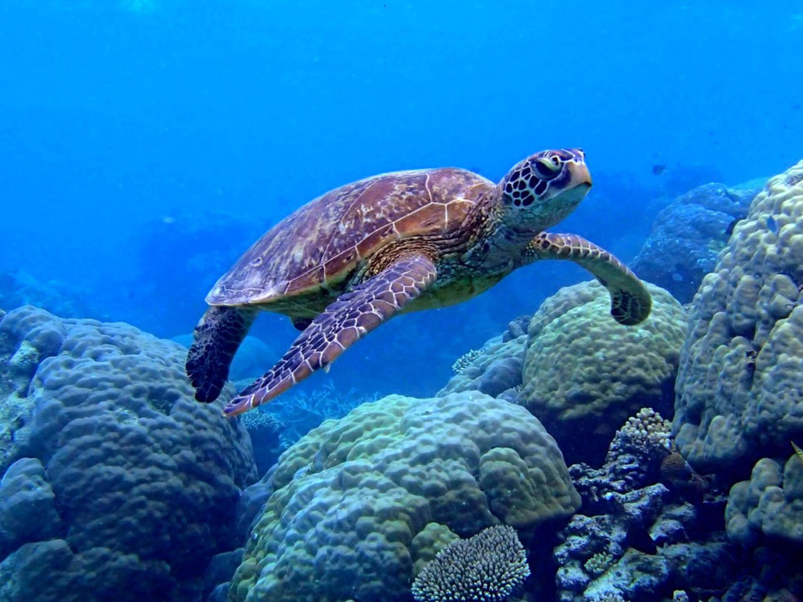 Sea Turtle Desktop Background