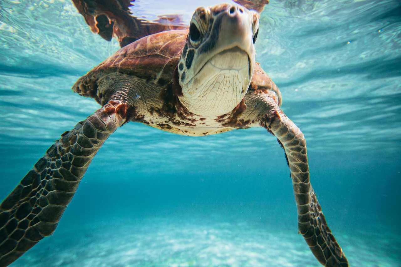 Sea Turtle Desktop Background