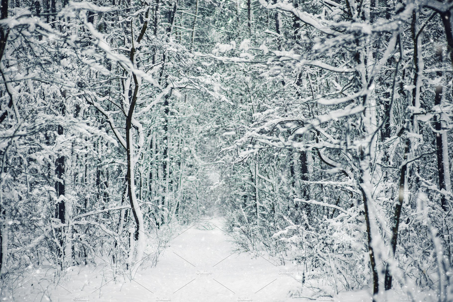 Snow Forest Background