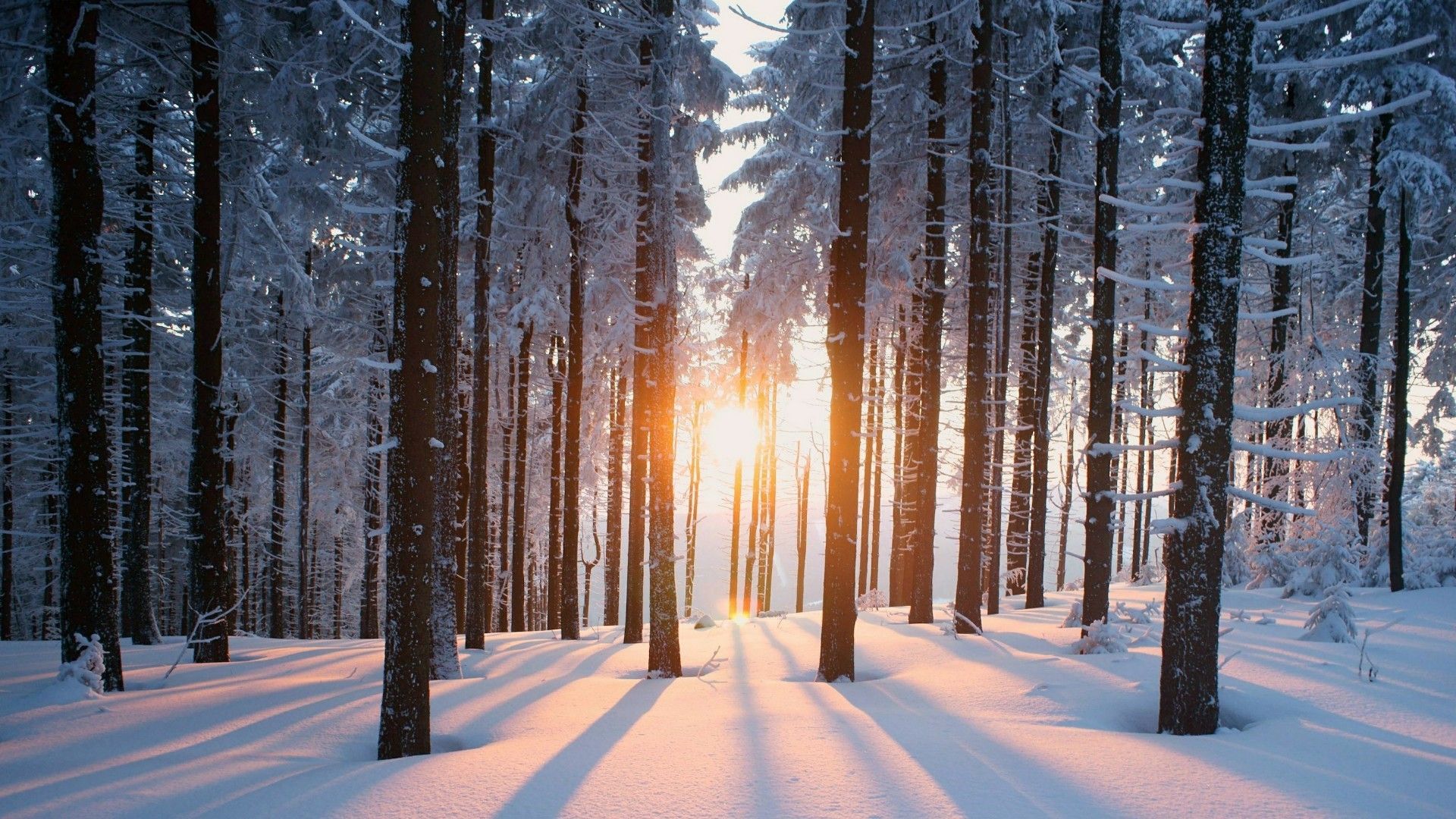 Snow Forest Background