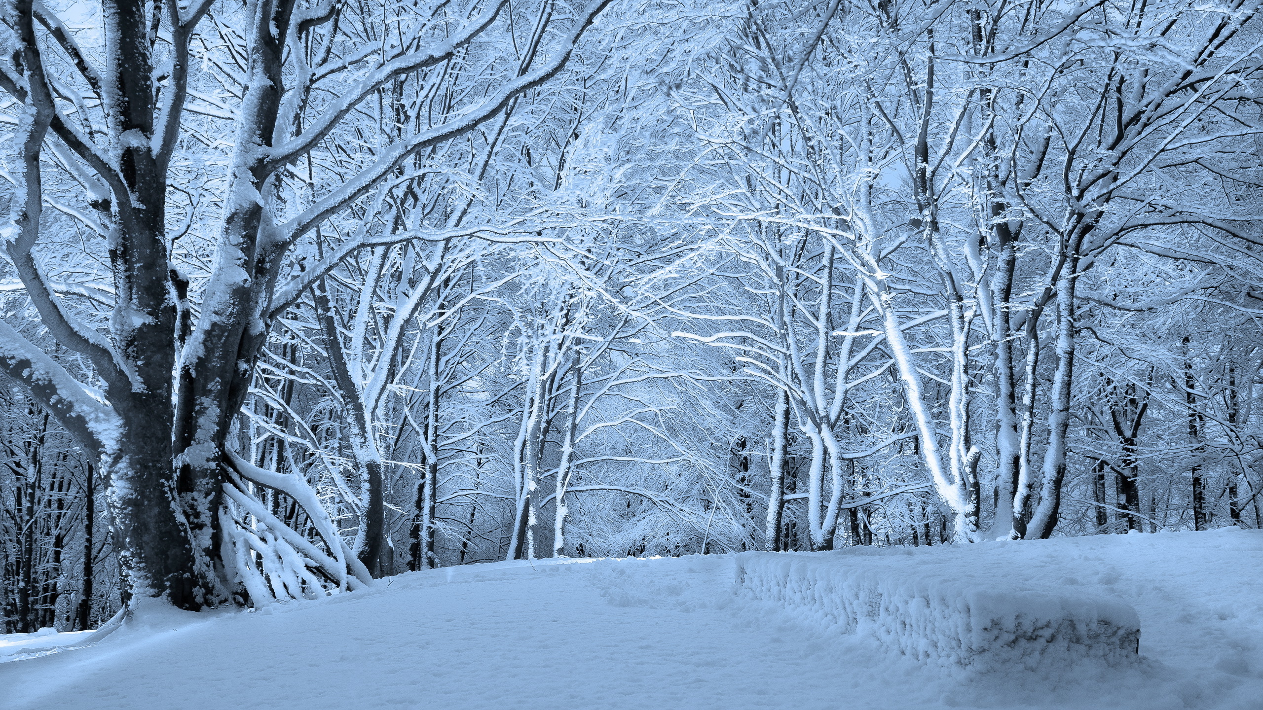 Snow Forest Background