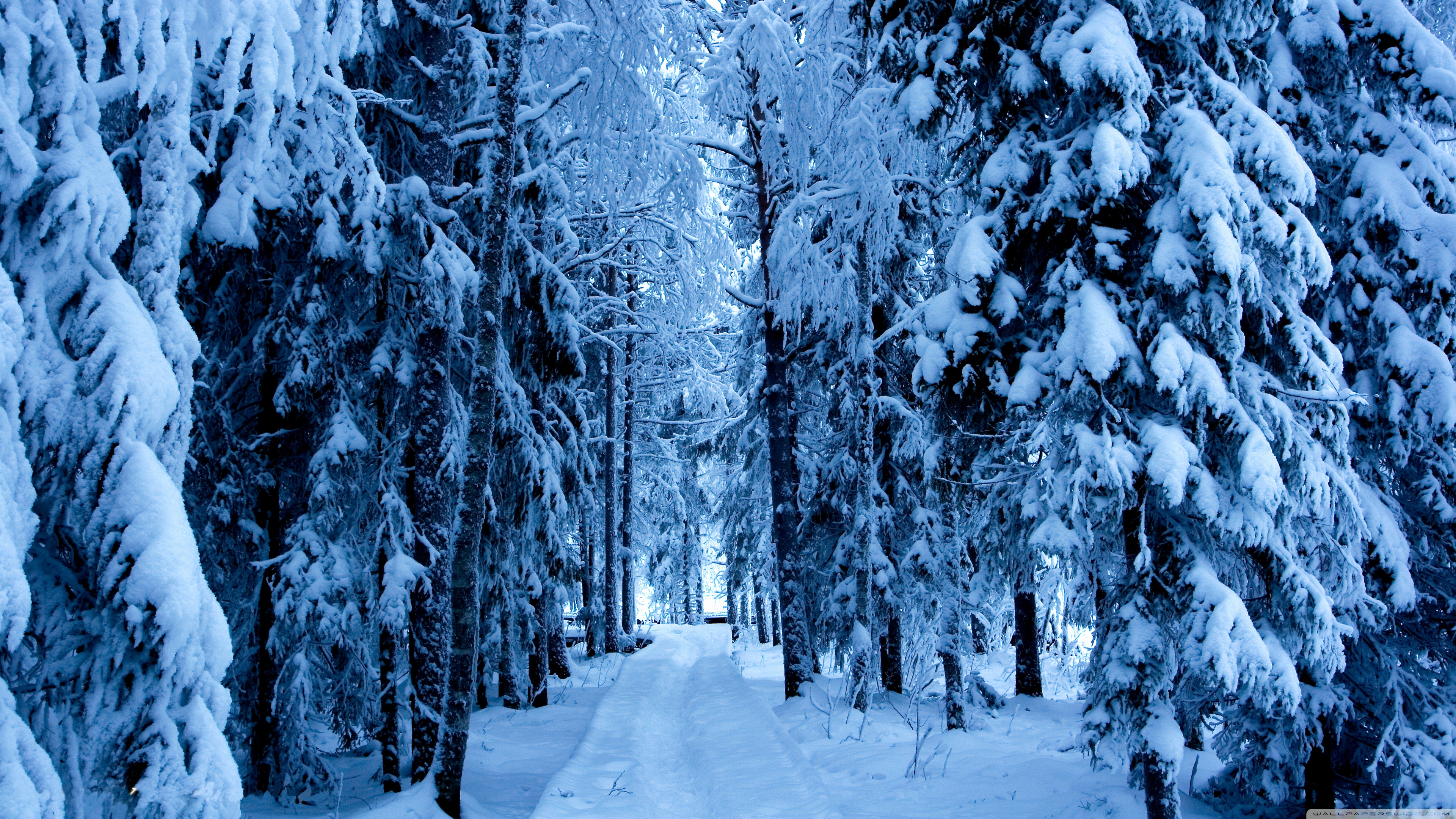 Snow Forest Background