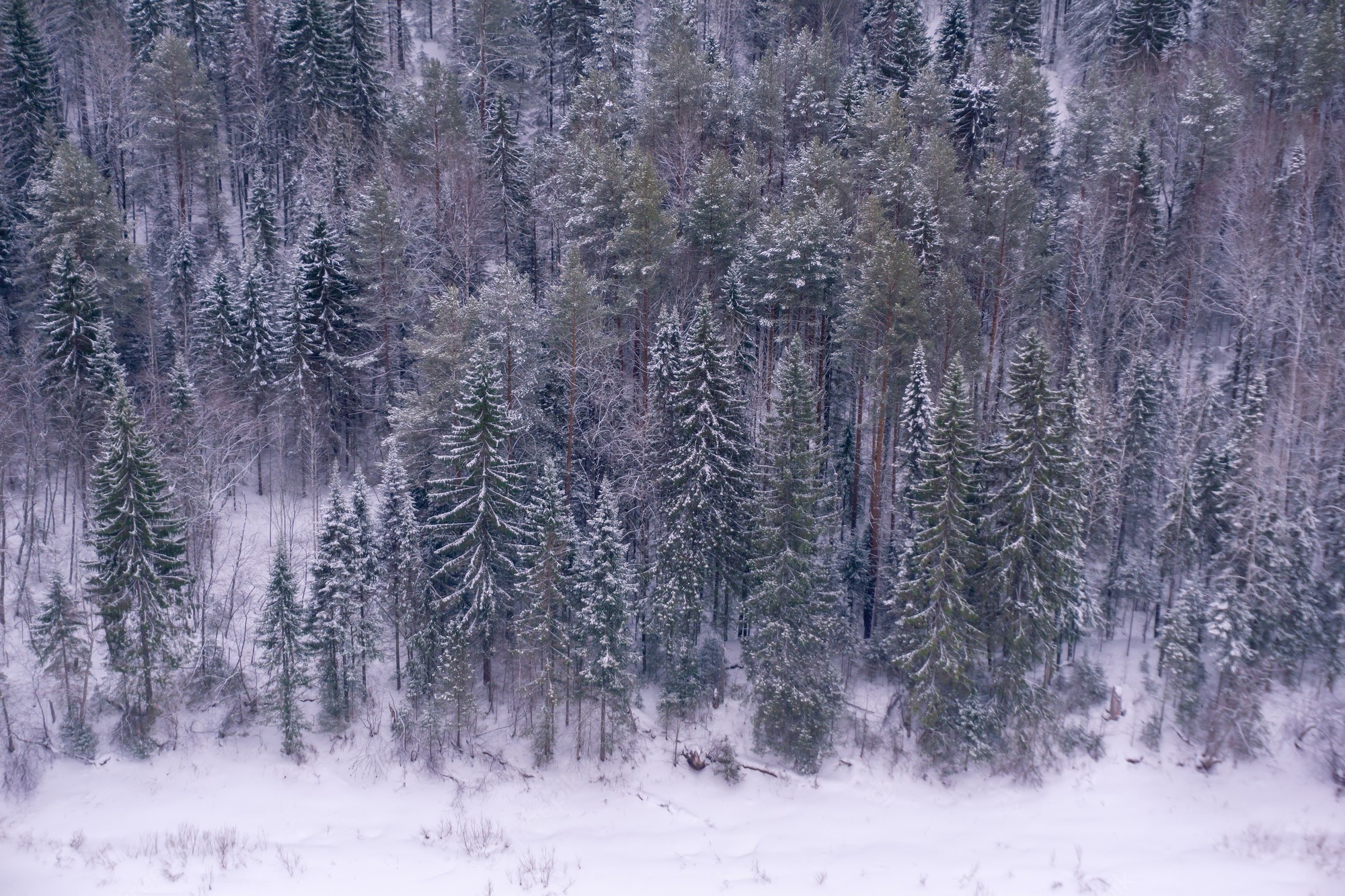 Snow Forest Background