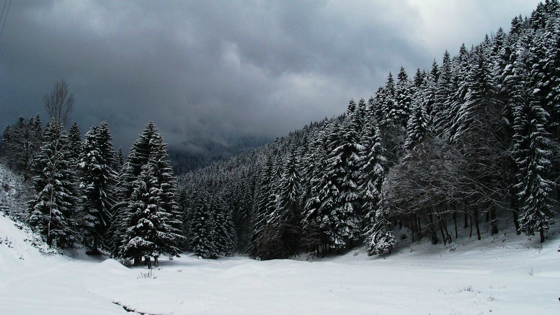 Snow Forest Background