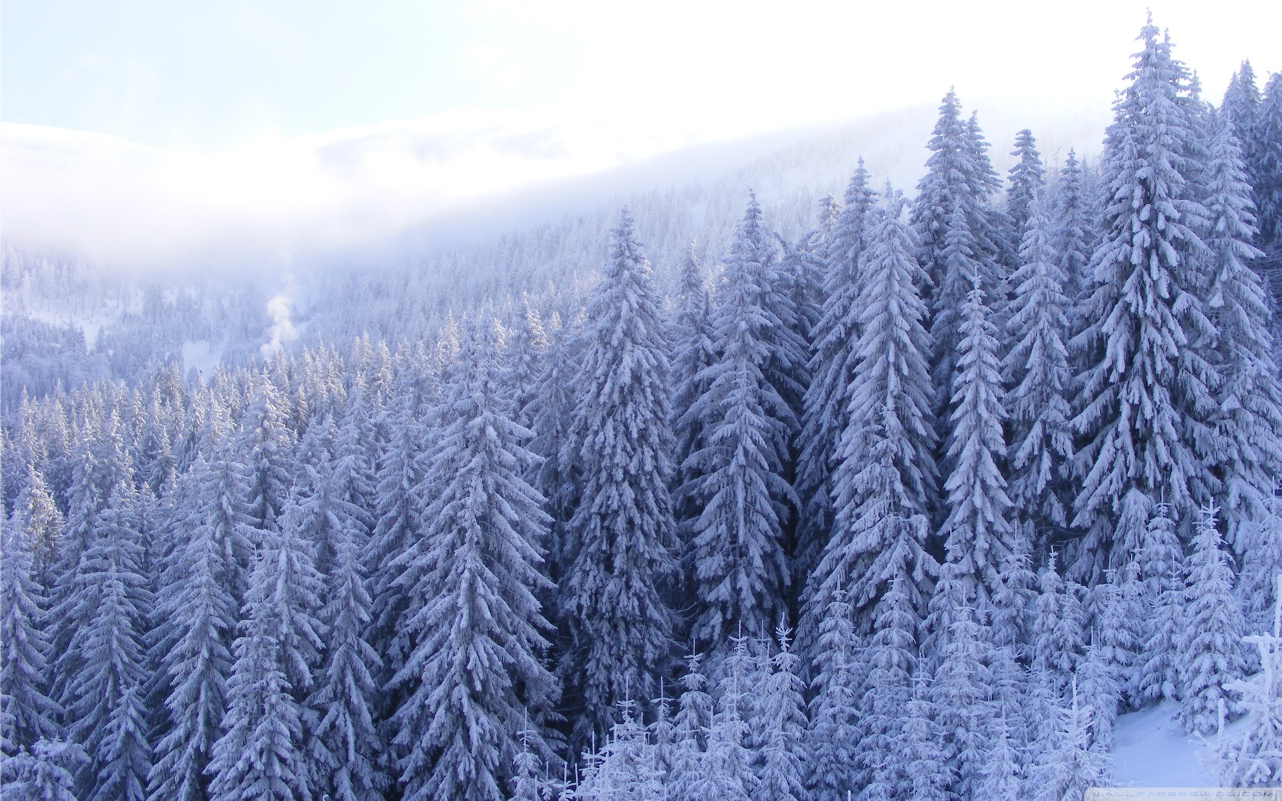 Snow Forest Background